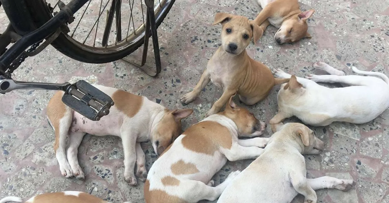 Want to Help an Injured Stray? These 5 Organisations Can Guide You.