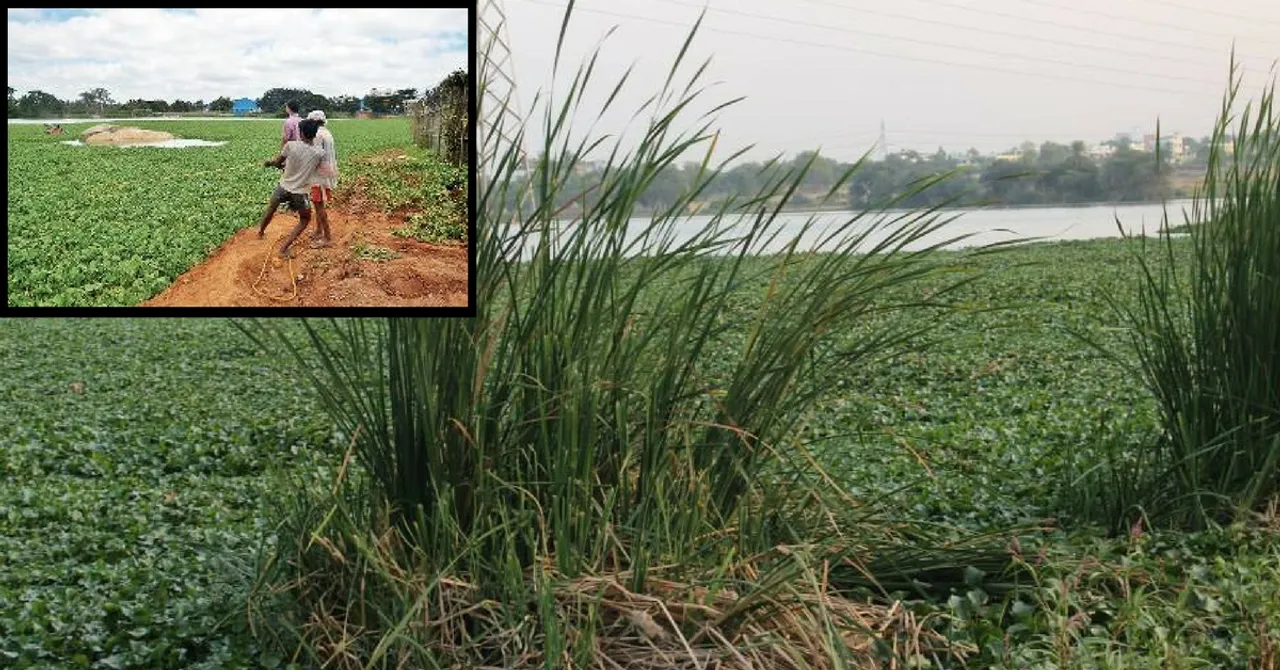 How Bengaluru Residents Revived a Dead Lake Using a Simple Tool Called 'Trash Boom'!