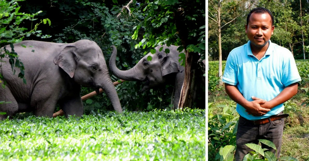 This Assamese Man's Tea Estates Are the World's First Elephant-Friendly Ones