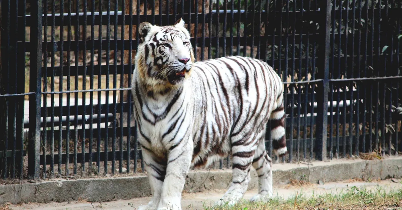 Want to Adopt Wild Animals Like Tigers & Elephants? Delhi Zoo Might Soon Let You!
