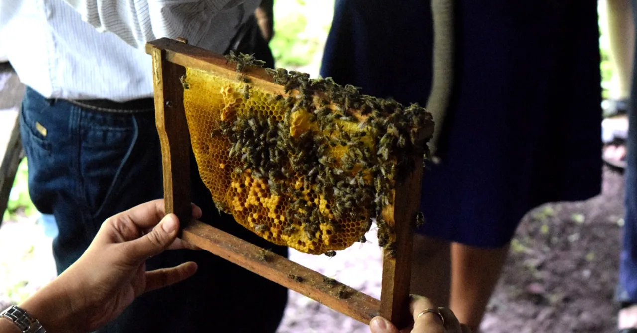 How a Story in The Better India Led to Happier Bees in Thane's Municipal Parks