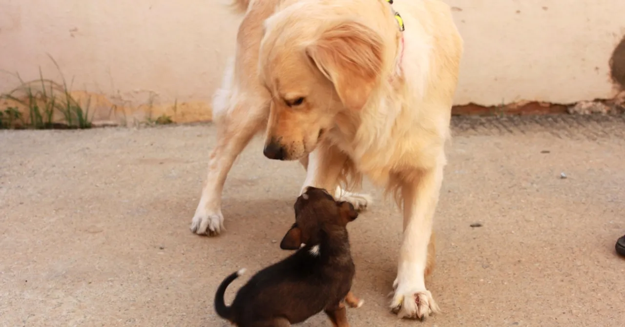 This Former Garbage Dump in Bengaluru is Now Every Dog Lover's Paradise