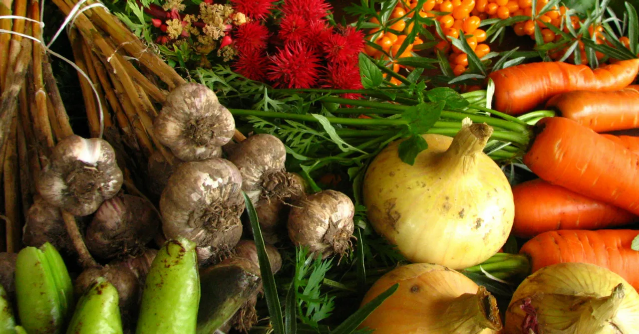 Sajna's Journey from an Assistant Professor to an Organic Farmer