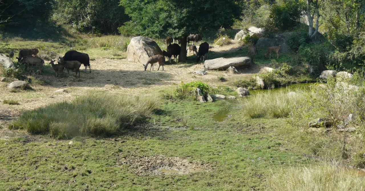 Supreme Court Verdict is The Last Chance to Save Bengaluru's Bannerghatta National Park