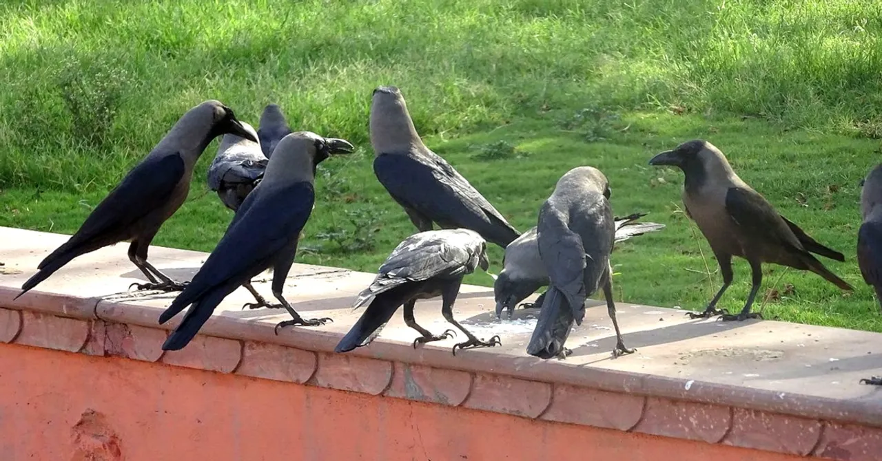 Cigarette Butts & Crows? This Dutch Company's Idea Could Help India Tackle Our Waste Crisis