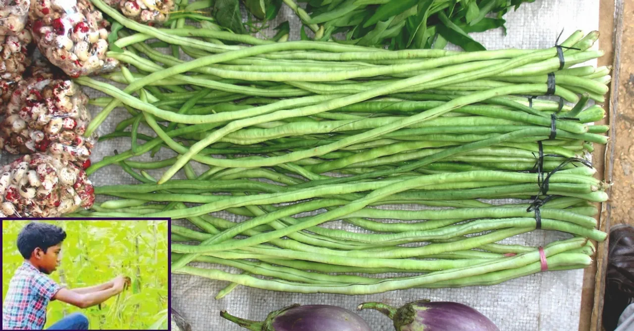 This 8th Standard Student Grew 800kgs of Long Beans in a 10-Cent Kerala Plot!
