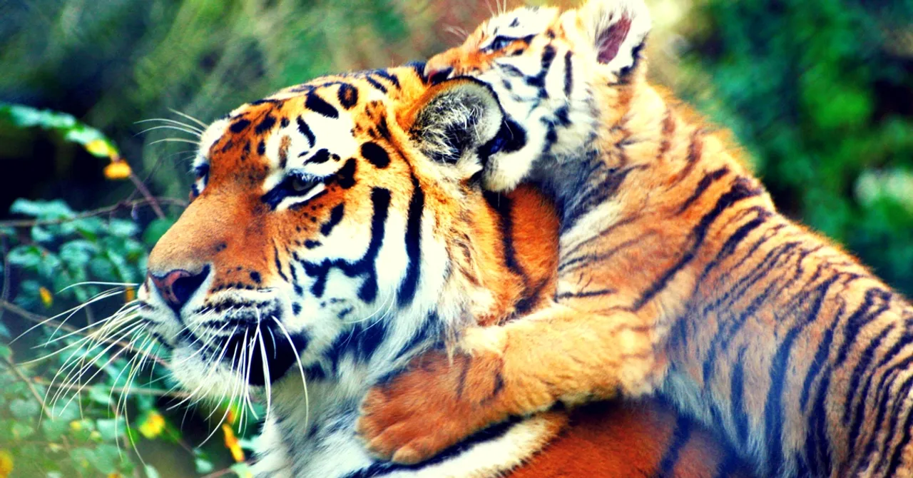 Home to Over 60 Tigers, Mudumalai Tiger Reserve All Set to Become Twice Its Size!