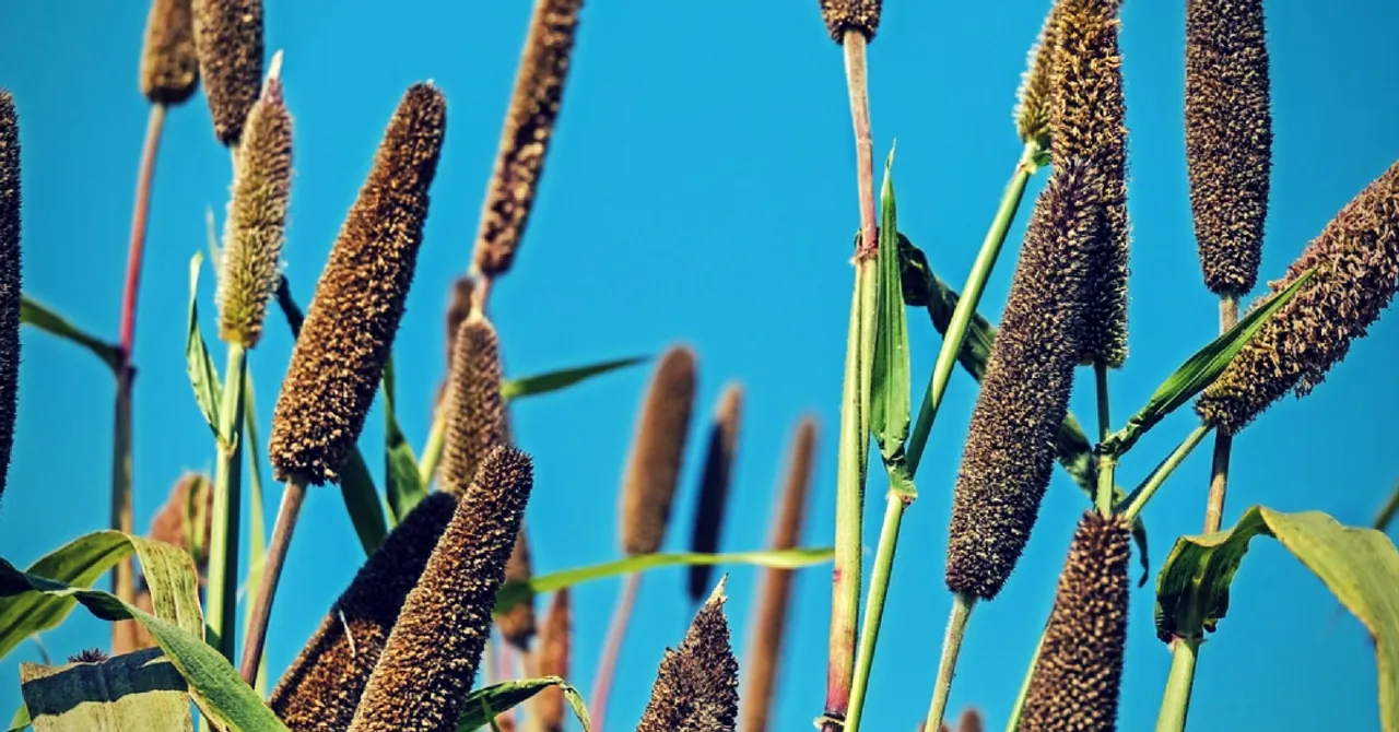 Through Schools and the PDS, the Humble Millet Is Battling India's Health Problems