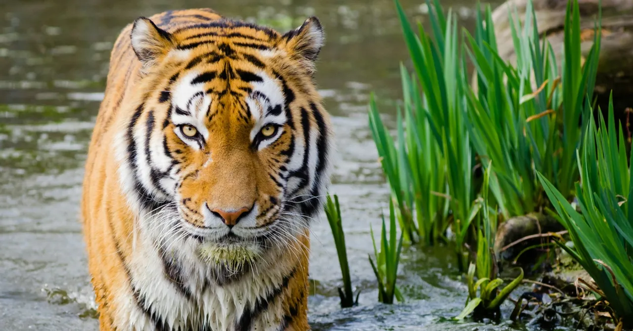 Video: Here's How India's Population of Tigers Is Calculated Every Four Years