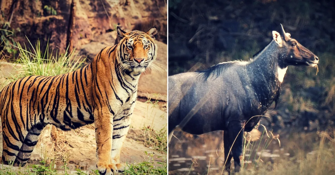 Don't Destroy Nature: How to Be a Considerate Wildlife Enthusiast