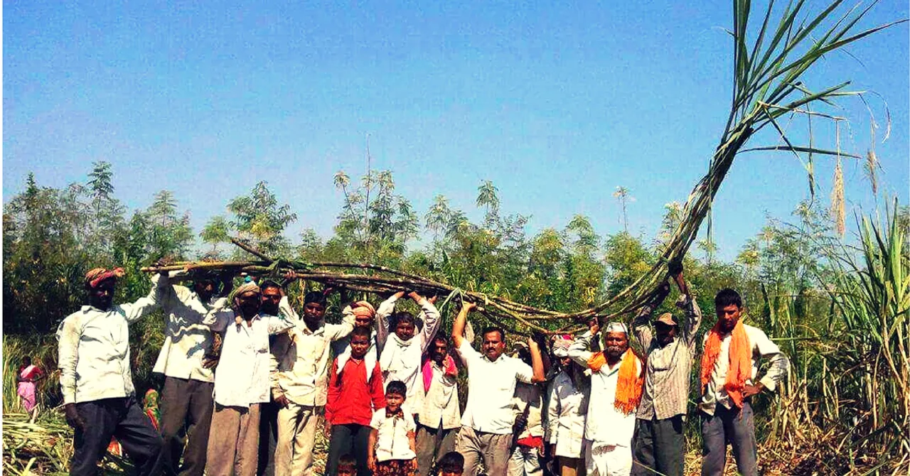 This Farmer Grew 100 Tonnes of 20-Foot Tall Sugarcane in One Acre! Here's How!