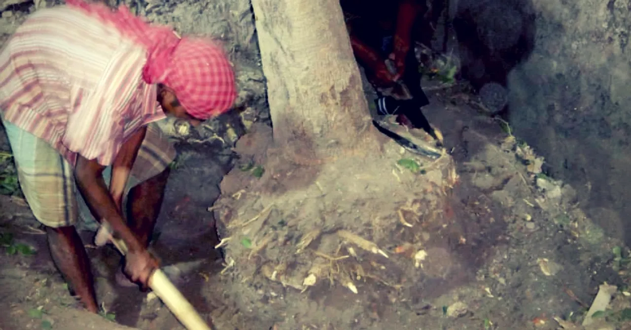 Want to Relocate a Tree? Here Are 9 Steps Through Which You Can Safely Move One