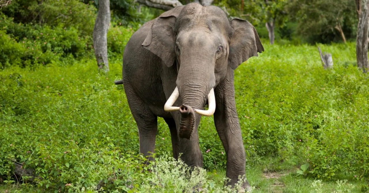 Poachers Beware: Forest Dept Gets New 24x7 Helpline for Complaints