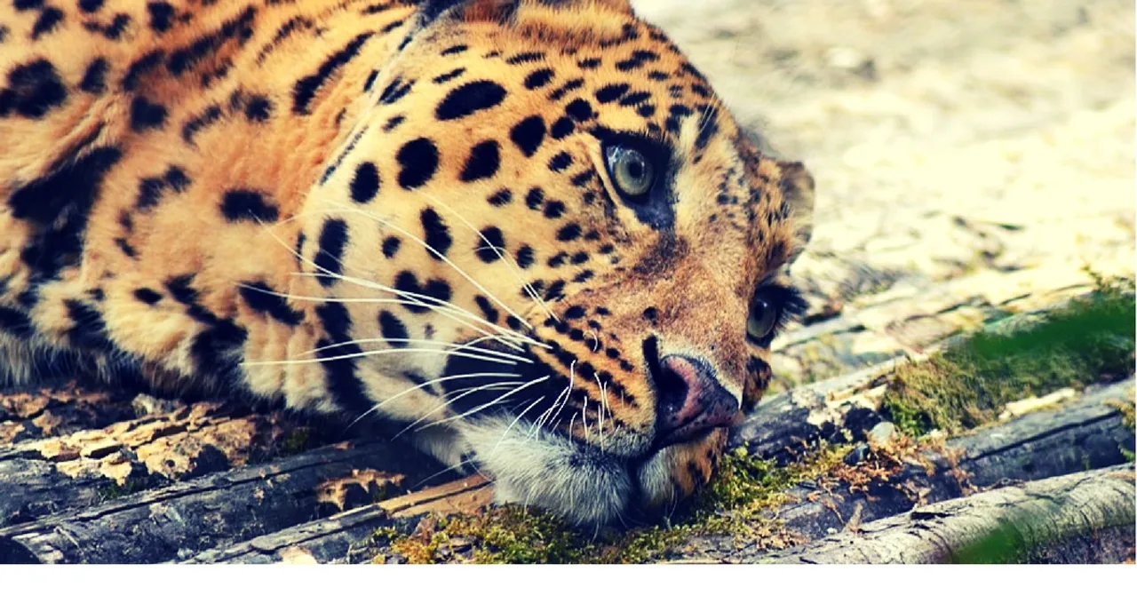 It Is Time We Showed the Leopard Some Compassion; Here's What You Should Do
