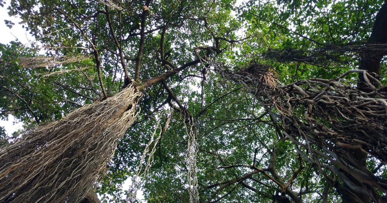 Fancy Growing a Forest? Here's How an NGO Did It in Just One Year