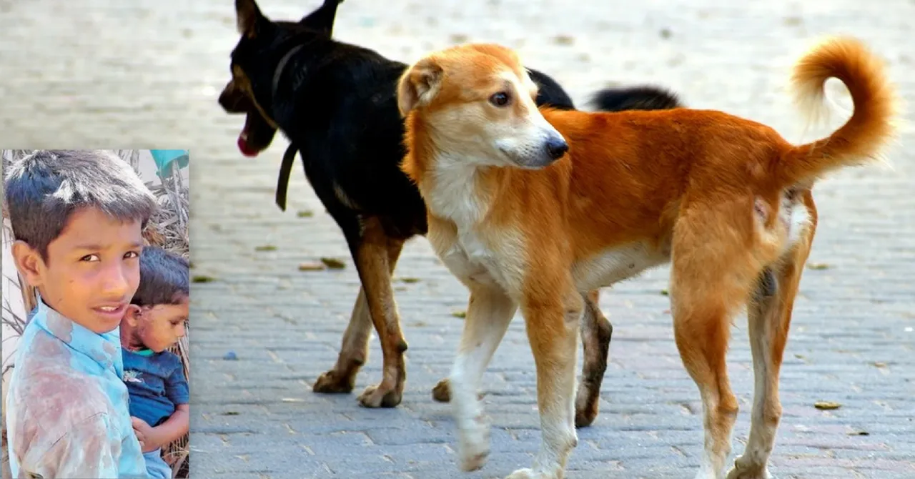 This 12-Year-Old Saved a Toddler From a Rabid Dog as Onlookers Did Nothing!