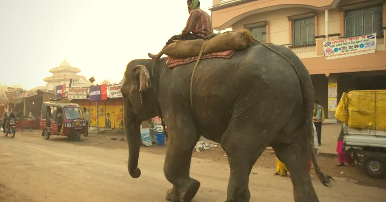 The Campaign That Stopped Illegal Animal Trade at Asia's Biggest Cattle Fair