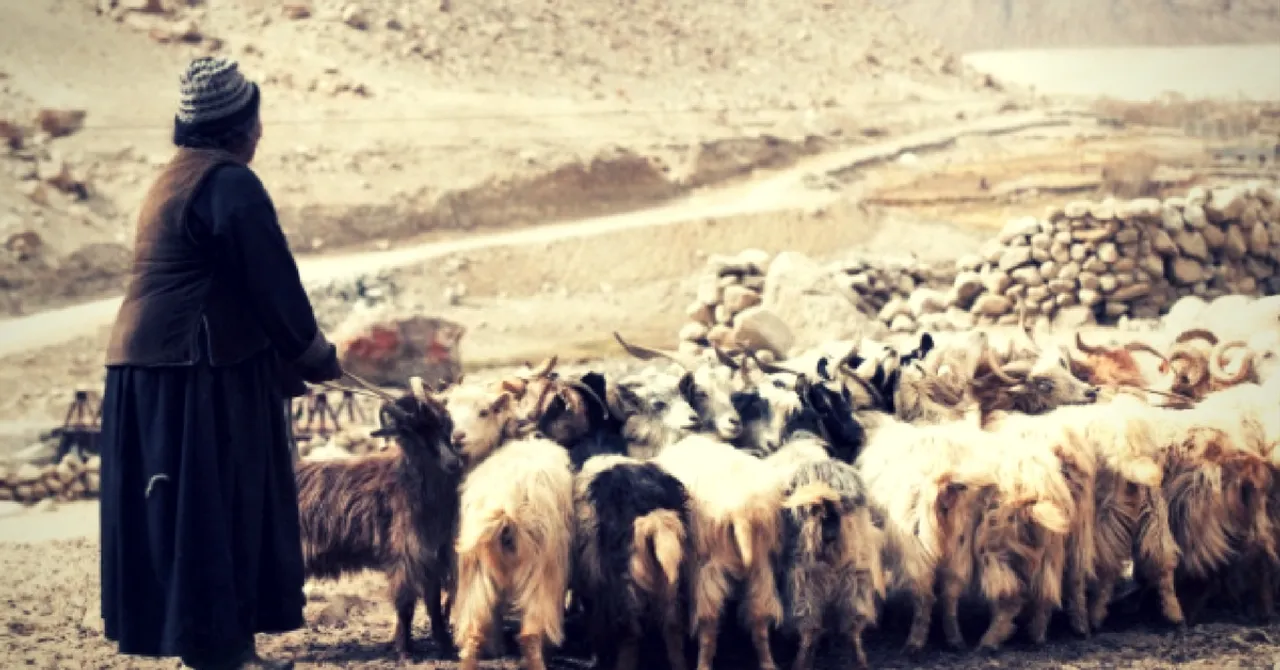 What You Probably Didn't Know About Ladakh's History With the Pashmina