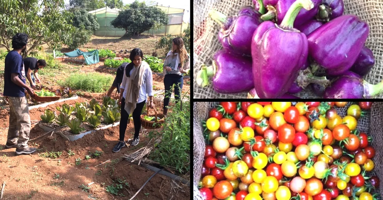 This Seed Keeper Preserves Over 500 Rare Varieties. Here's How You Can Become One Too!