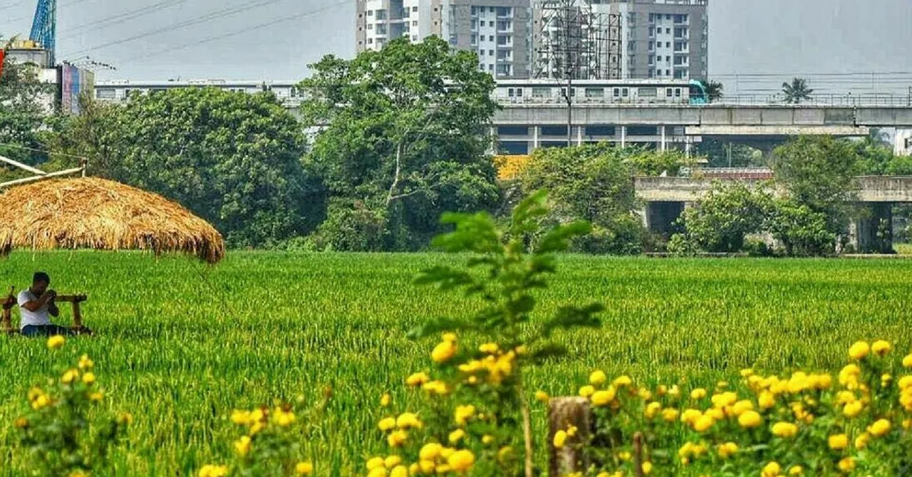Determination Can Change All! Villagers Transform Dumpyard into Paddy Field