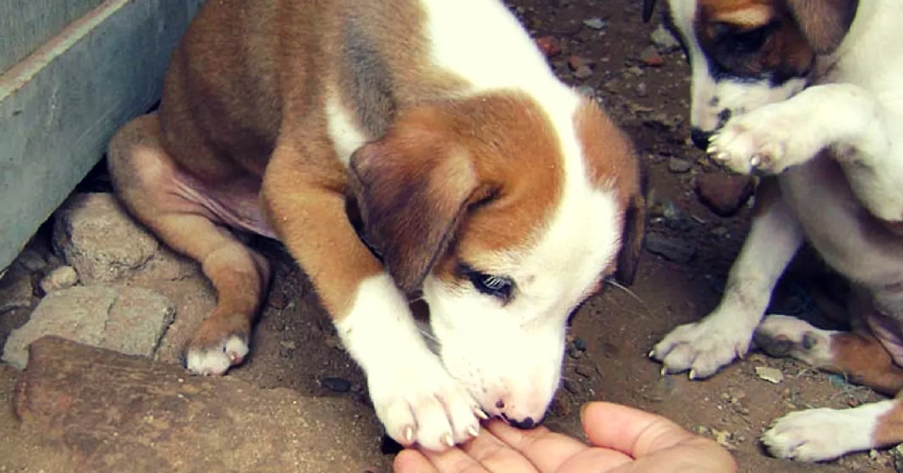 Home to 95000 Strays, Mumbai To Get Low-Cost BMC Pet Clinics & Crematoriums!
