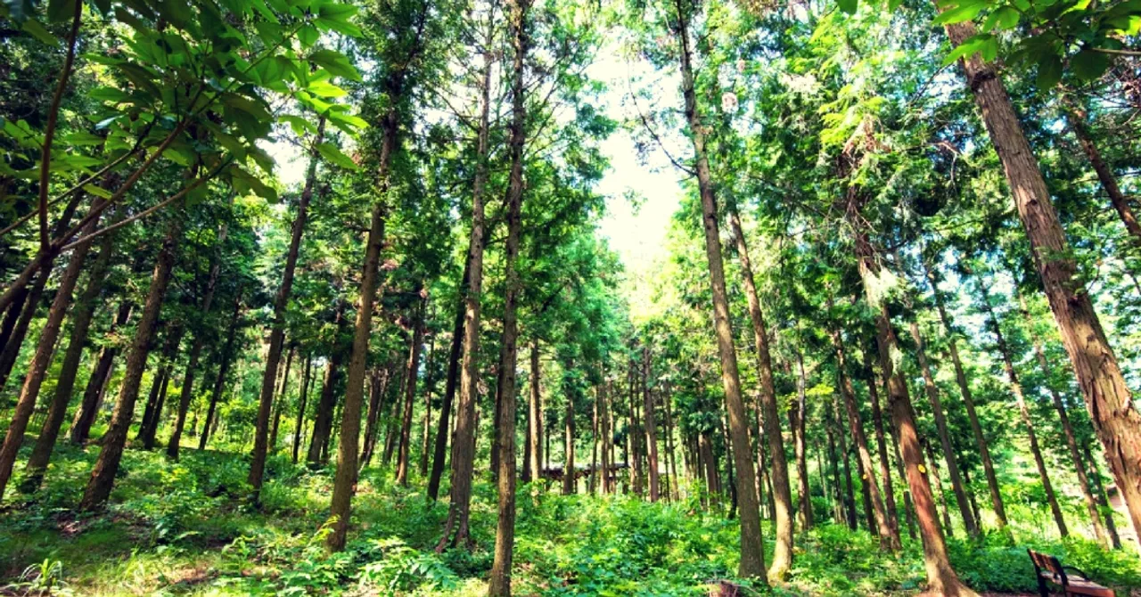 India Increases Tree Cover, Ranks Among Top 10 Countries in Forest Area