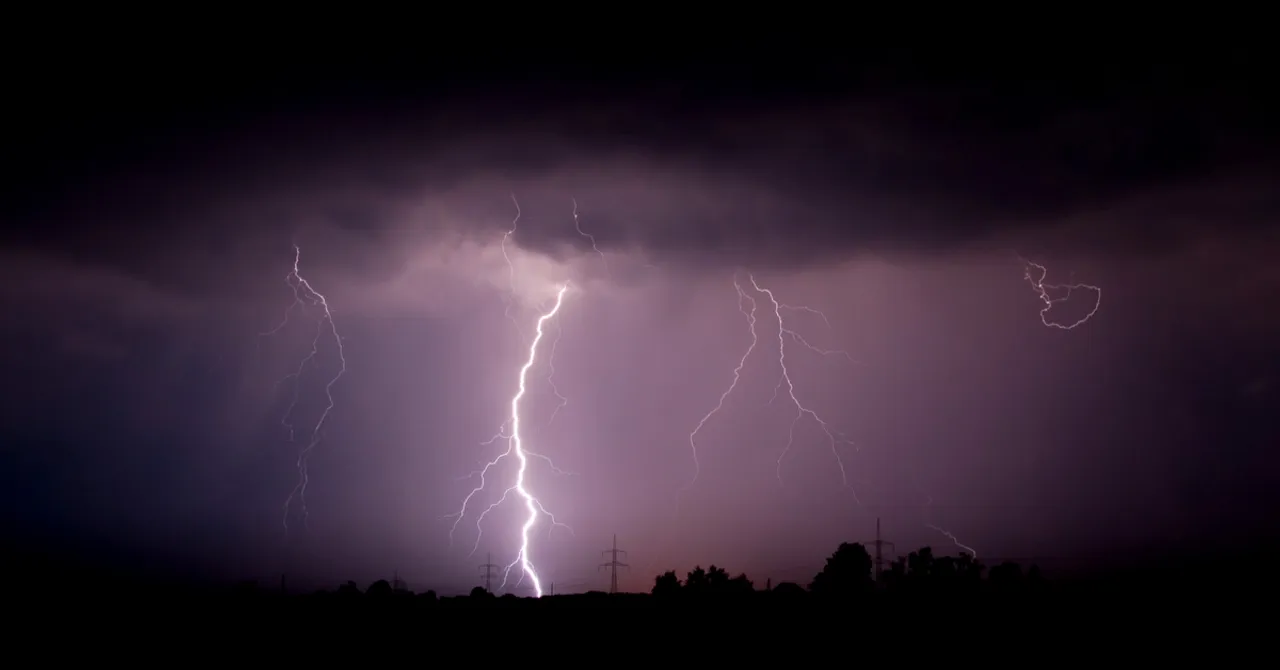 Odisha District's Unique Idea: Grow Palm Trees To Curb Lightning-Related Deaths!