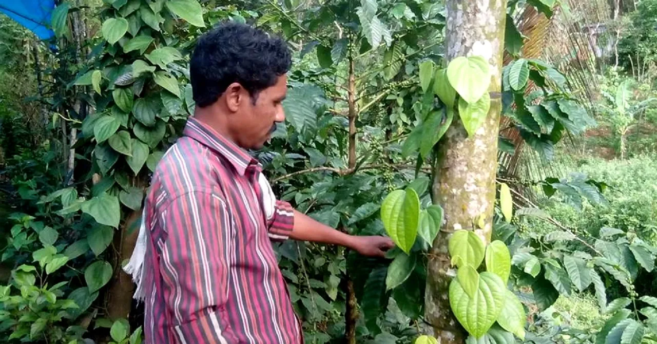 This Man's Efforts Fetched an Amazing Find - a Rare, Immunity Boosting Pepper!
