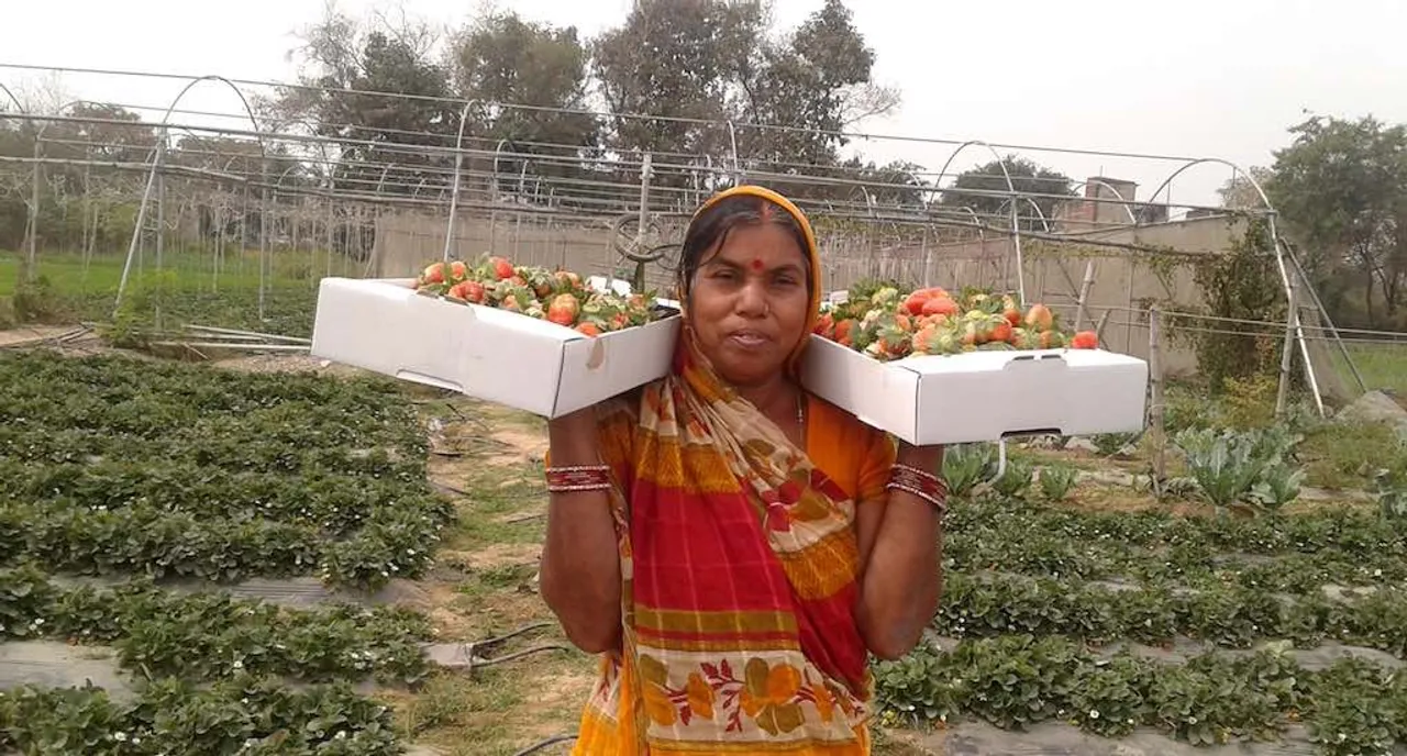 Despite Droughts And Terror, Bihar's Farmers Taste Success With Sweet Strawberries