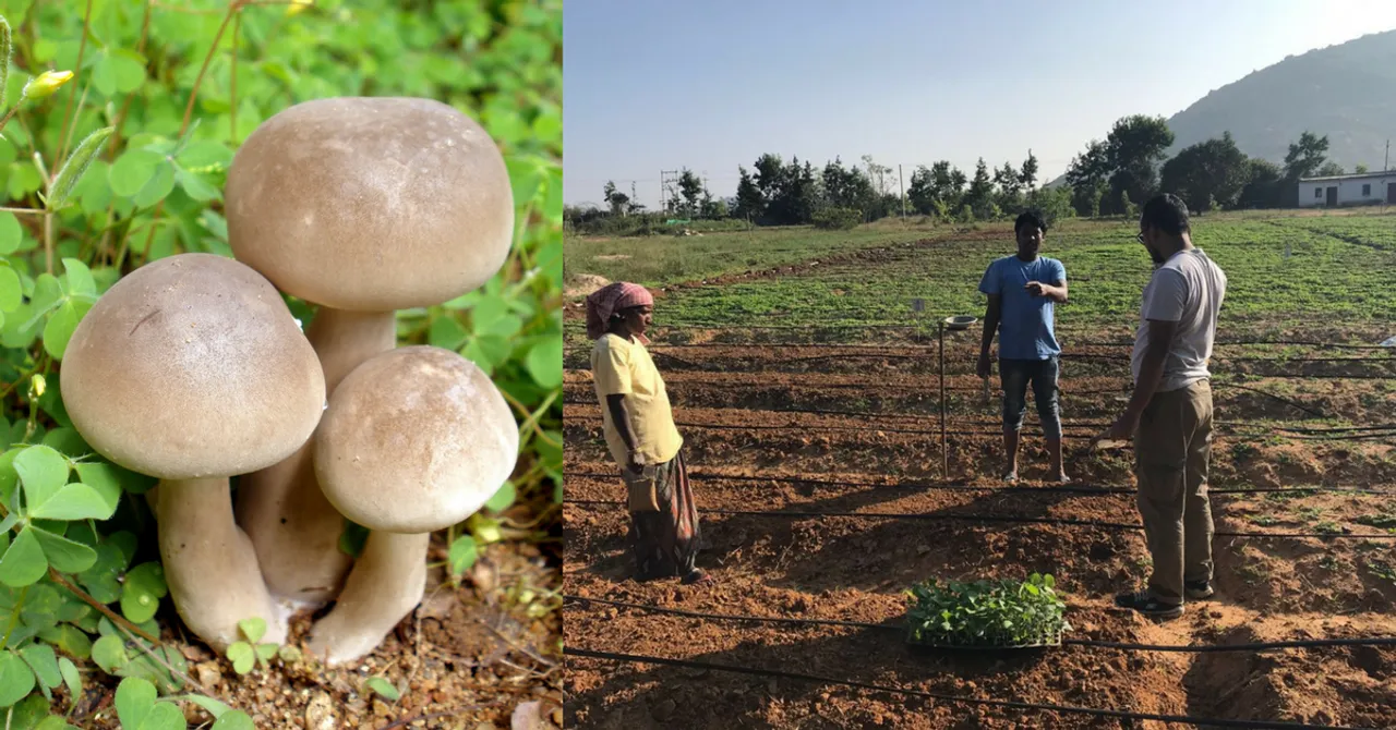 This Ex-Garment Worker's Tiny Mushroom Farm Earns Rs 30,000 in a Month!