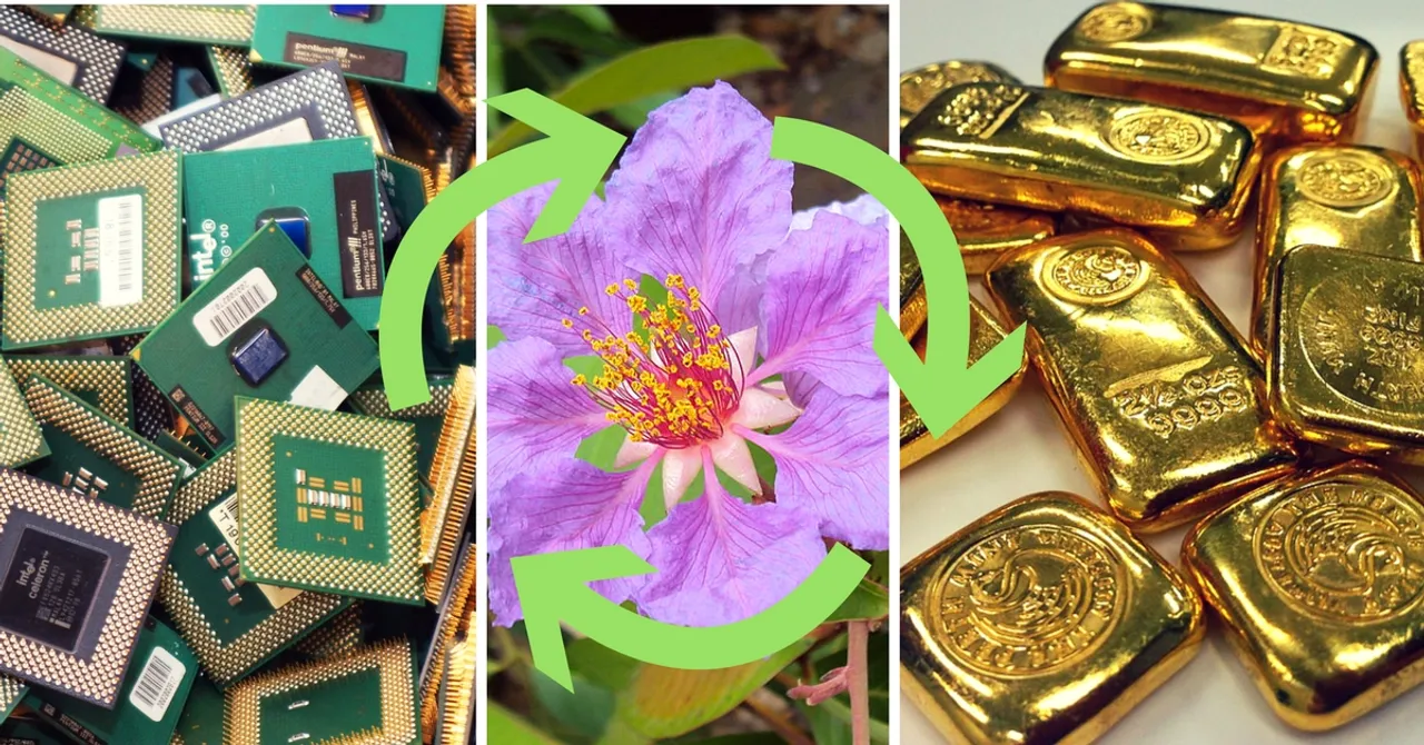 Brilliant Innovation: Indian Scientists Use Leaves To Extract Gold From E-Waste!
