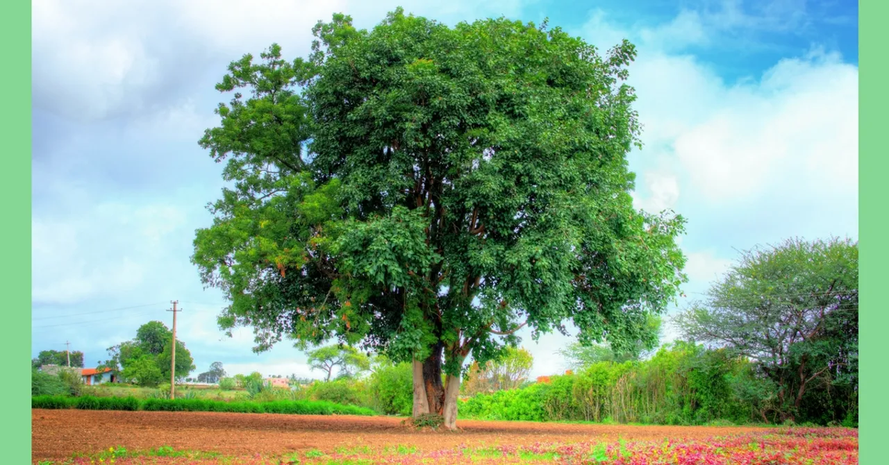Dried Leaves of These 3 Indian Trees Can Amplify Grain Yield of Rice!