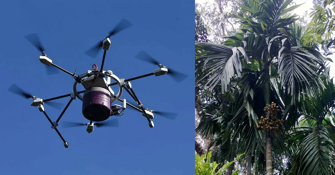 CPCRI's New Drone for Betel Nut Farmers Will Make Preventing Fruit Rot Easier!