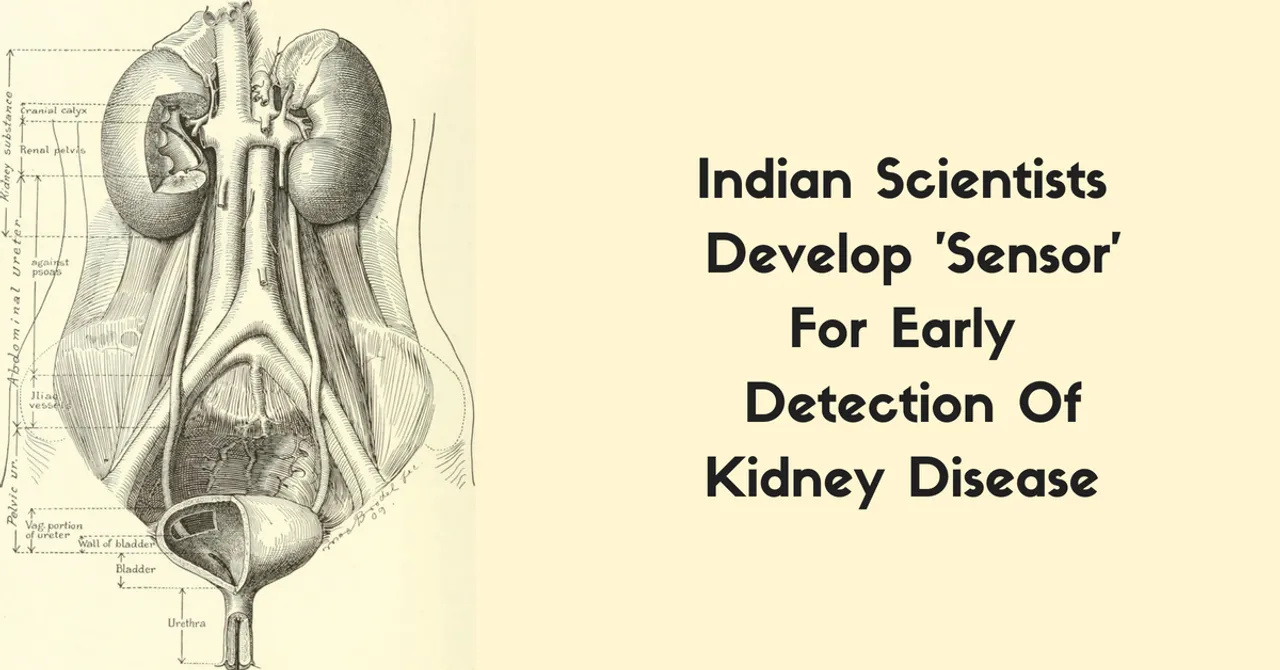 Indian Scientists Develop 'Sensor' For Early Detection of Chronic Kidney Disease