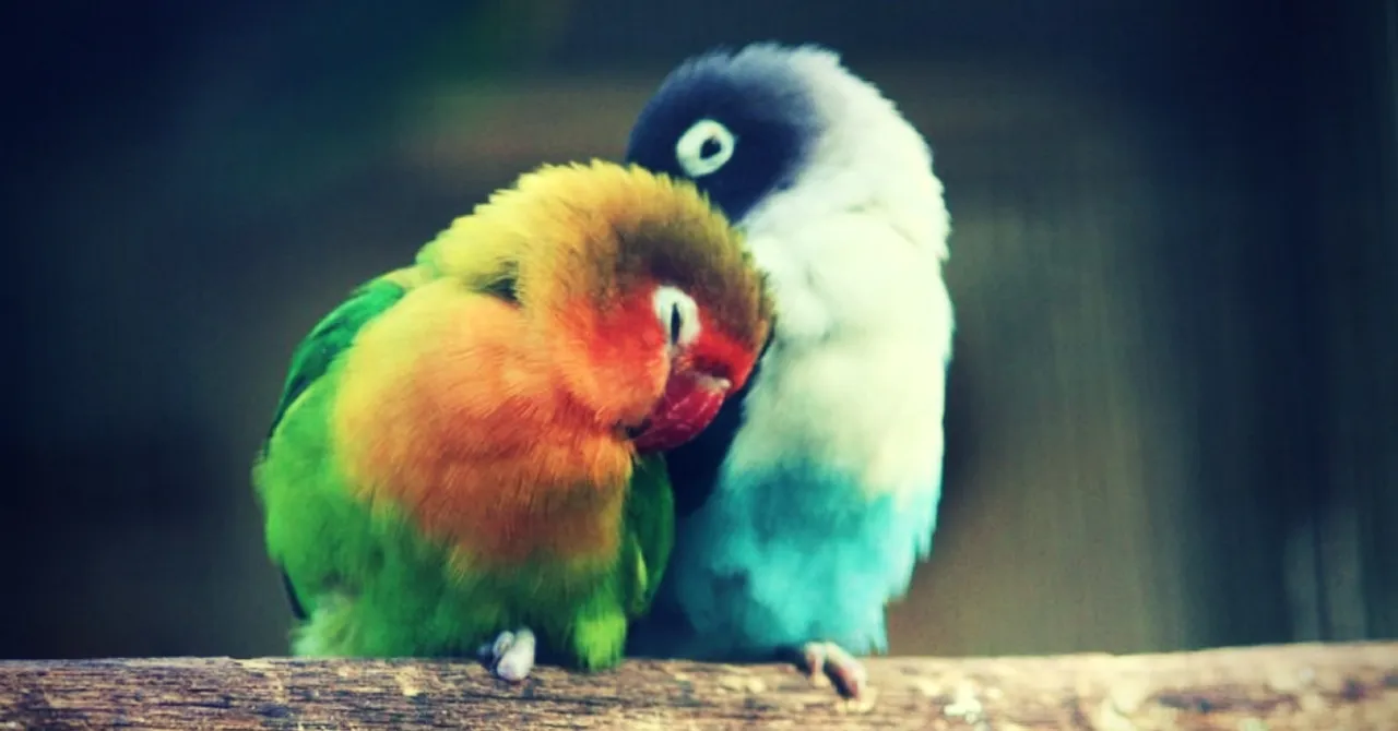 'Lovebirds in Bloom' Are Keeping This Bengaluru Neighbourhood Garbage-Free!