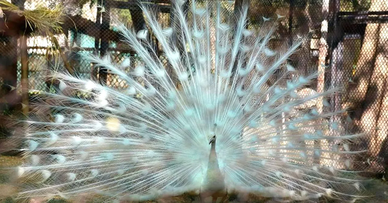 India Gets Its Longest Walk-In Aviary: 8 Pics That'll Convince You It's a Must Visit!