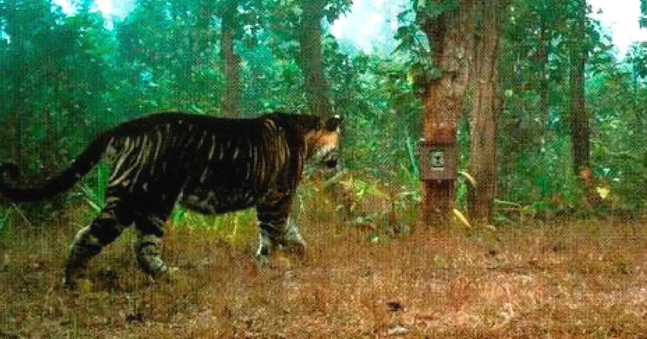 You Know Black Panthers. But Have You Ever Heard of Odisha's Black Tigers?
