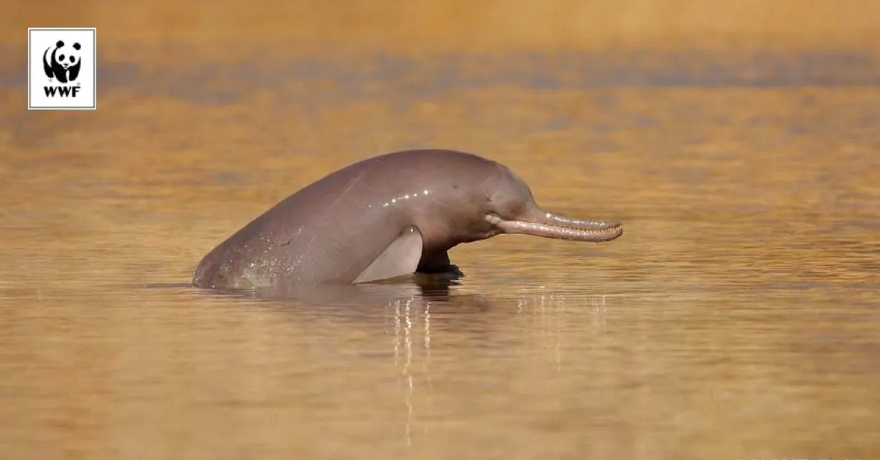 One of the World's Rarest Mammals, Indus Dolphins Still Call River Beas Home!