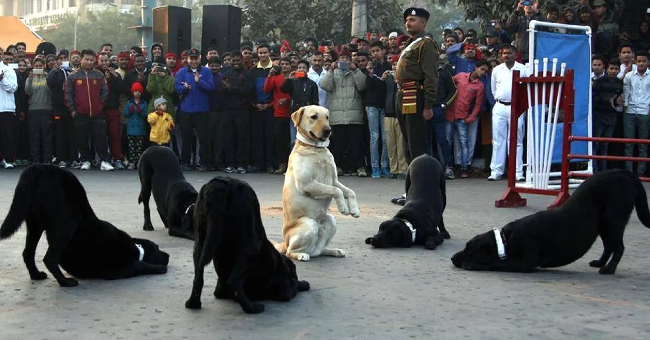 Adopt a Military Dog & Take Home a National Hero! This Woman Tells You How