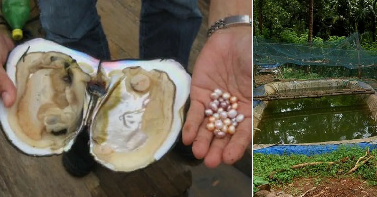 Gurugram Engineer Switches to Pearl Farming, Now Earns ₹4 Lakh Per Year!
