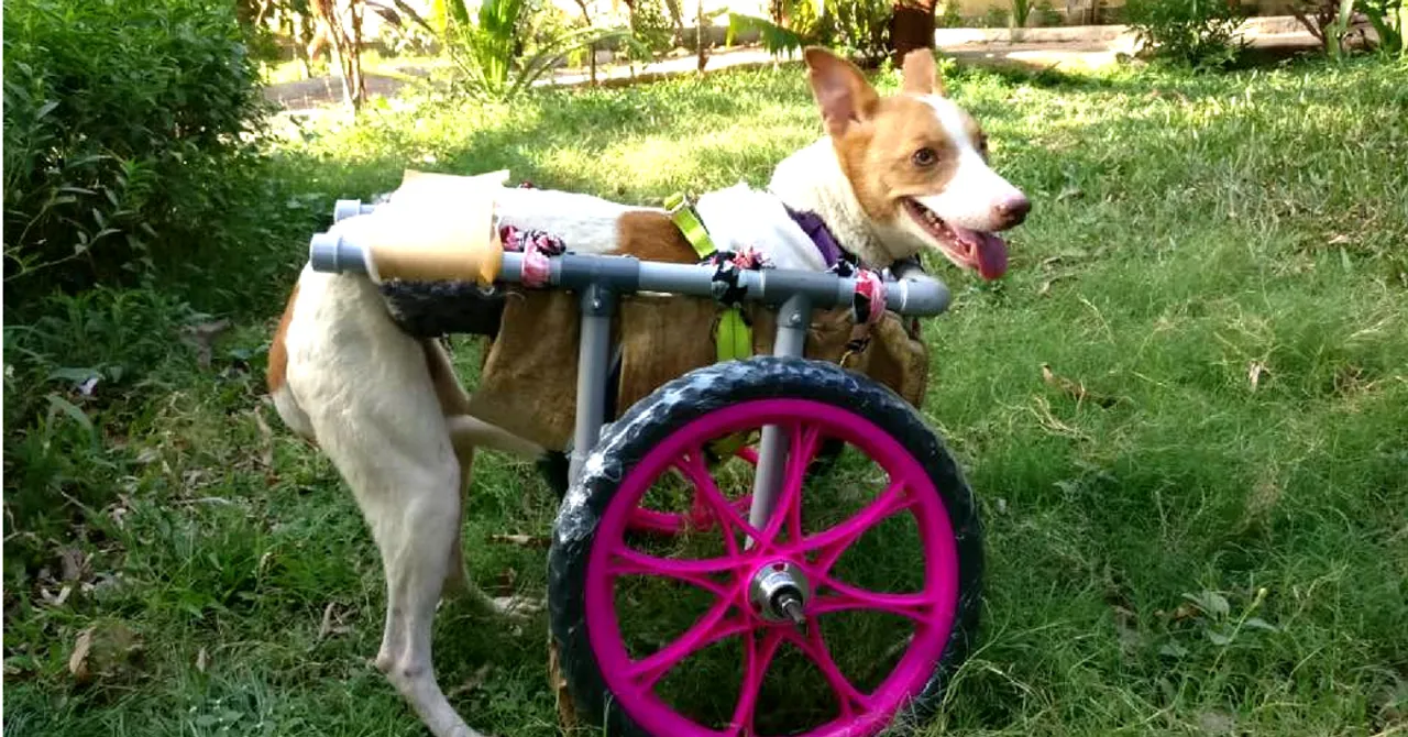 Found Bleeding on Railway Tracks, This Mumbai Dog Proves Miracles Can Happen!