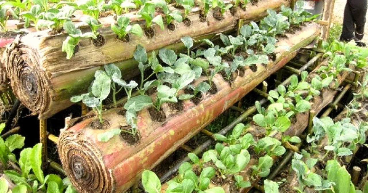 Biodegradable & Moisture-Rich, Banana Stems Are Great For Growing Veggies at Home!