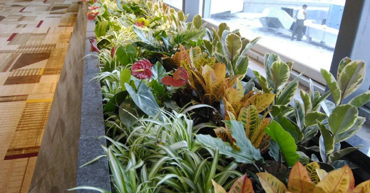 With 35,000 'Air Purifying' Plants, Delhi Airport Goes Natural to Combat Pollution!