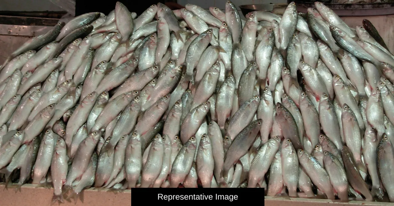 Formalin-Laced Fish Seized: How To Detect This Toxic Agent & Safeguard Your Health