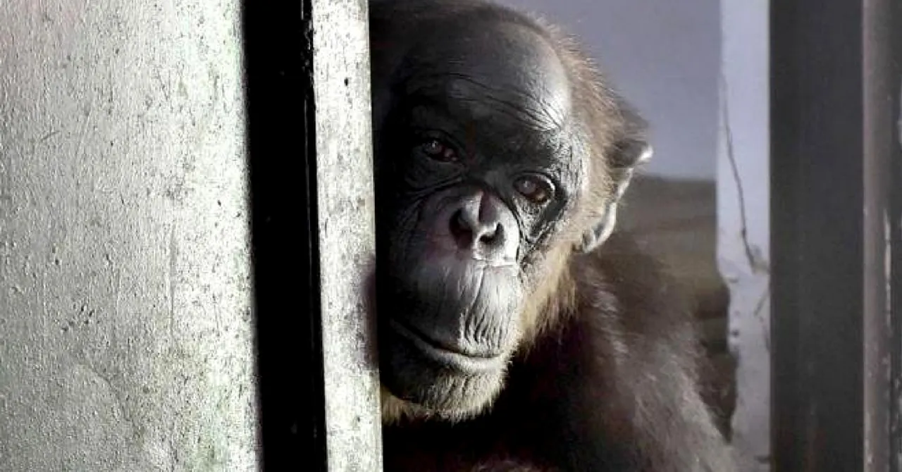 Met India's Oldest Chimpanzee? Rita is All Set to Enter Limca Book of Records!