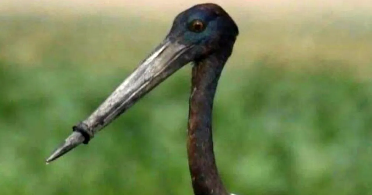 Seen the Viral Photo of Stork with Beak Stuck in Plastic Ring? It's Just Been Rescued!