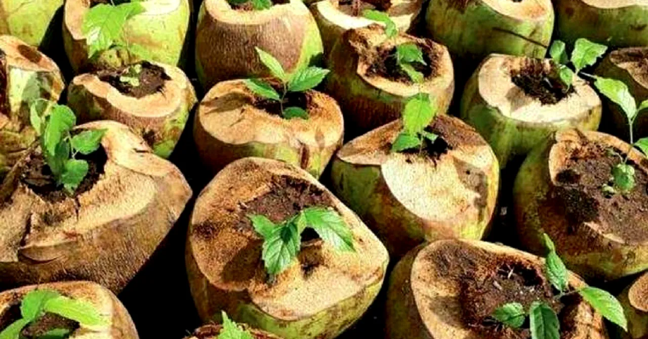 Gujarat Forest Dept. Finds Awesome Eco-Alternative to Plastic Pots - Coconut Shells!