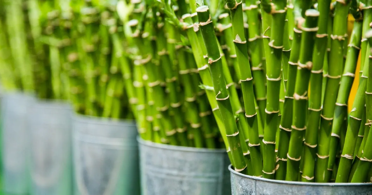 Looking for Reusable Straws? You'll Love This Unique Innovation from the Andamans!