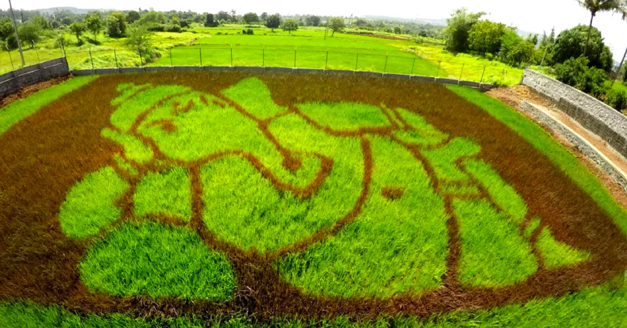 Exclusive: How Can You 'Paint' with Paddy? Let India's Sole Paddy Artist Show You!