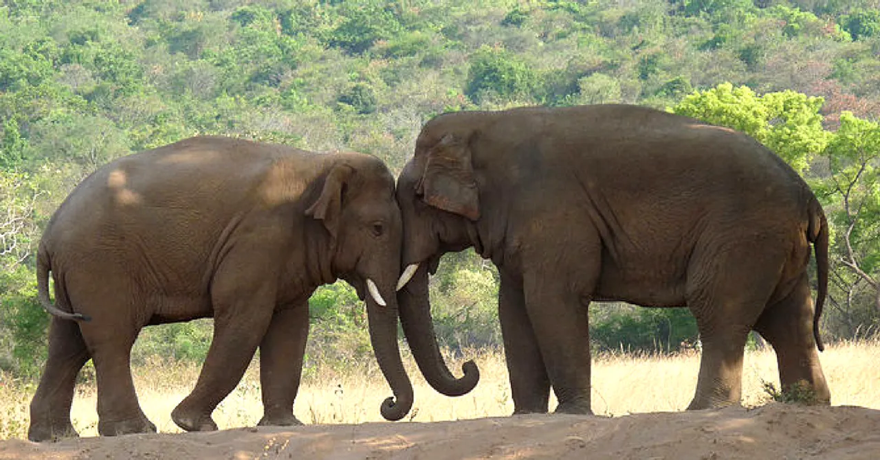 Angry SC Cracks Whips, Shuts Down 27 Resorts in Nilgiris Elephant Corridor!